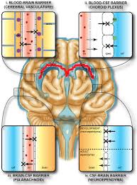 Blood–Brain Barrier,lipophilic molecules ,structure ,