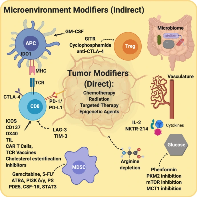 Immunotherapy,tumor ,novel drugs , immunogenicity