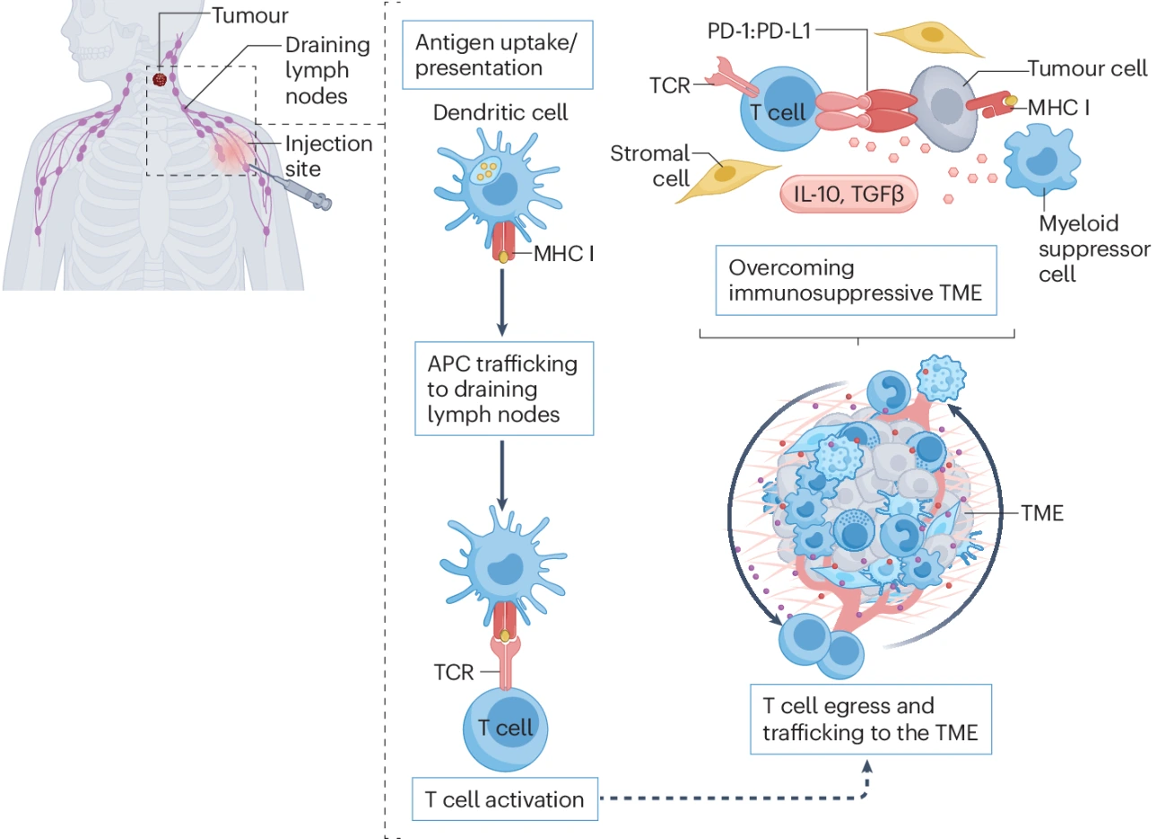 mRNA vaccines , treatment of cancer,immune responses,immunogenic tumours.