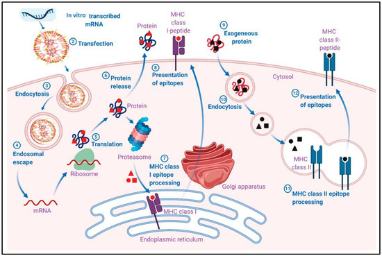 lipid nanoparticle,Transfection,Endocytosis,antigenic protein Pharmacological mechanism of adaptive immune responses induced by mRNA-LNP vaccines