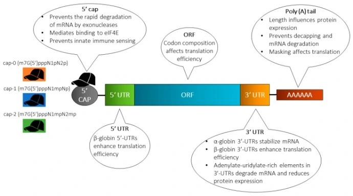 Structure of in vitro transcribed (IVT) mRNA and commonly used modification strategies