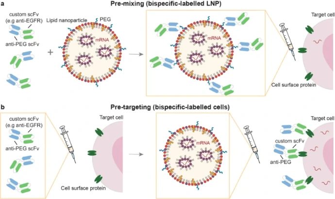 Bispecific antibodies enable cell-specific mRNA-LNP delivery