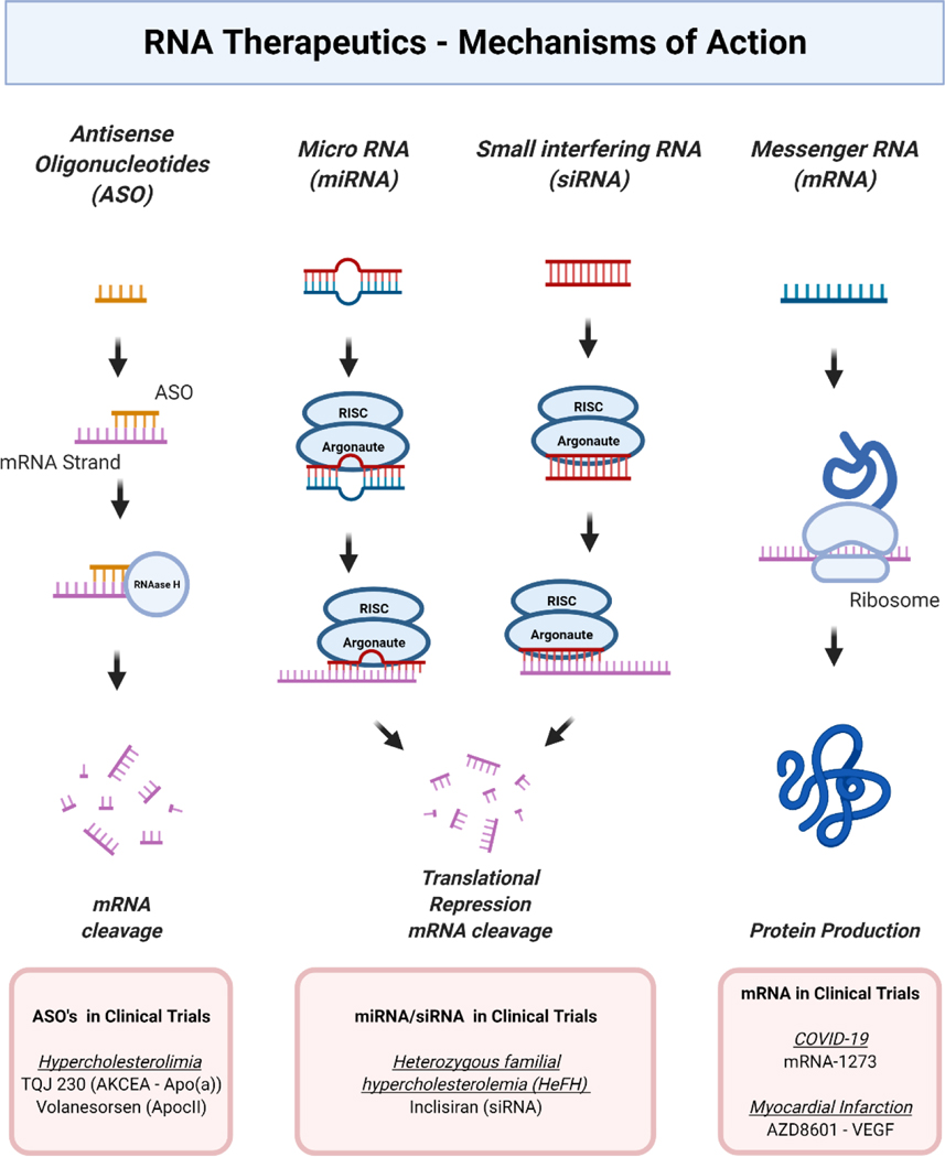 miRNA and siRNA use the RISC