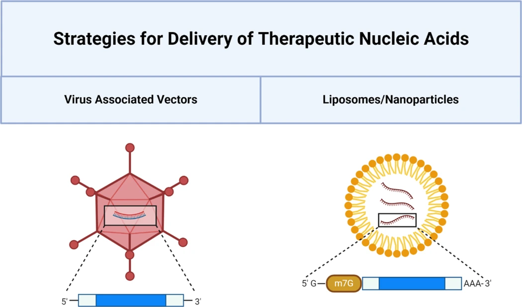 Delivery Platforms for nucleic acid therapeutics