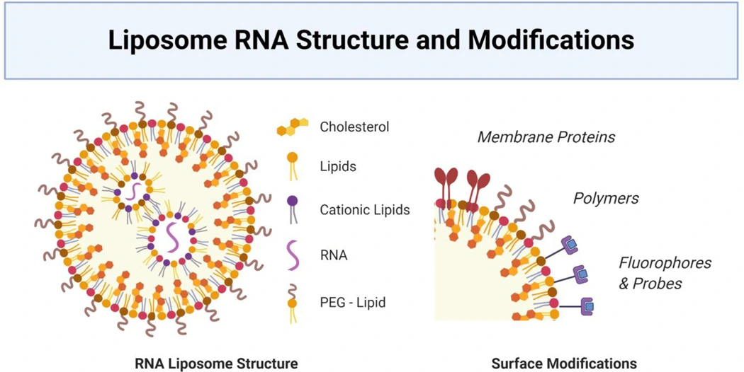 RNA Liposome Structure and Surface Modifications