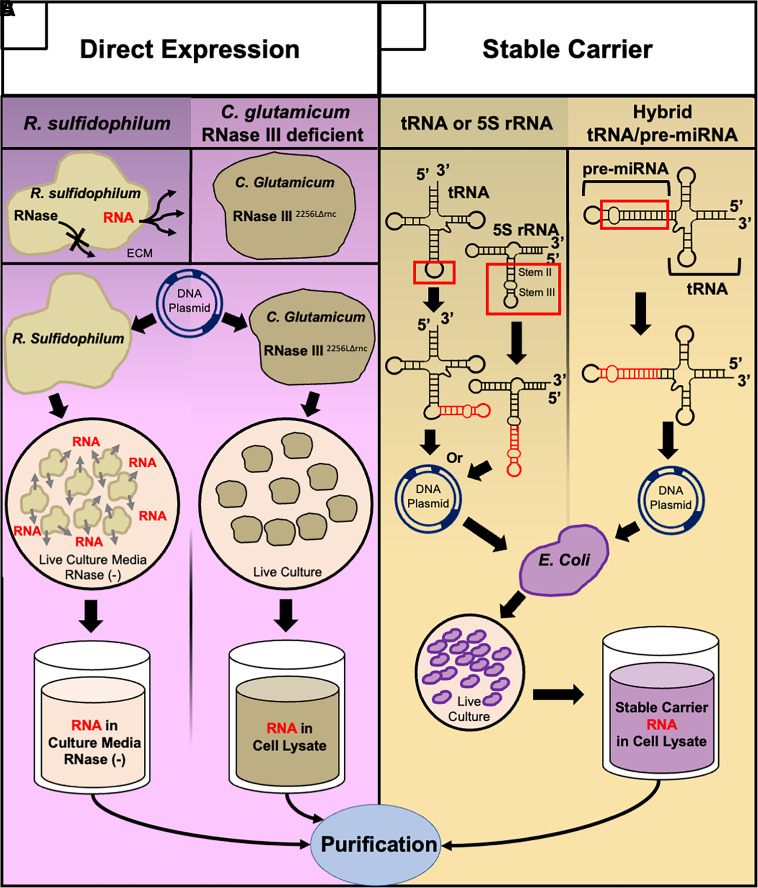 Novel biotechnologies to produce biologic RNAi agents