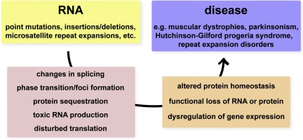 RNA-mediated disease, mutations,protein,gene expression RNA-Mediated Disease Mechanisms