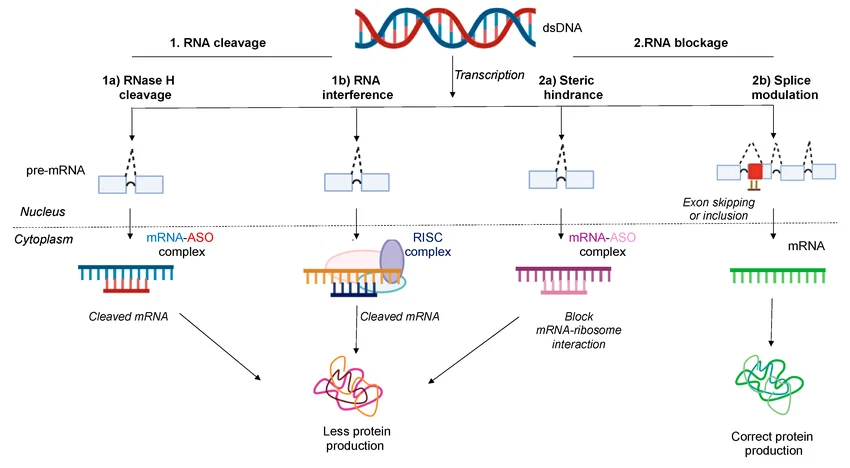 RNA cleavage,RNA blockage,RNA interference ,protein translation Mechanism of action of antisense oligonucleotides (ASOs)